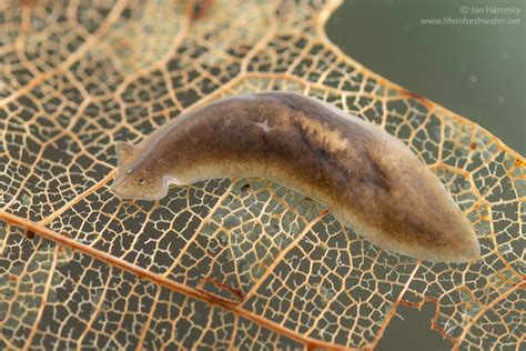  Neodermatium! A Tiny Freshwater Flatworm with Ancestral Connections and Remarkable Regenerative Abilities