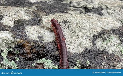  Polylepis! A Remarkable Millipede That Combines Stealthy Movement With Striking Colors