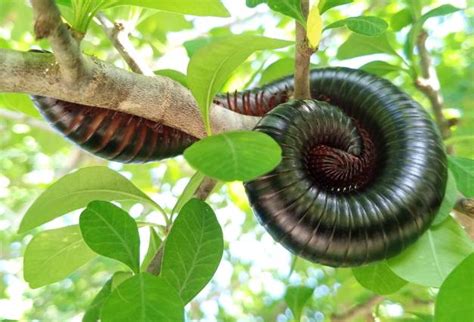  Queensland Millipede:  Exploring a Multi-Legged Marvel with an Unusually Long Body!