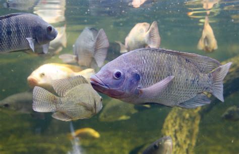  Tilapia! Kala, joka kykenee selviytymään lähes missä tahansa, ja jonka ruumiinrakenne on ihmeellisen mukautuva.