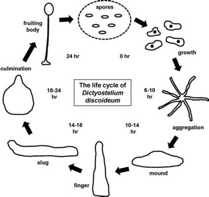  Dictyostelium Discoideum:  Yksi Soluista Ylivoimainen Superorganismien Kuningas!