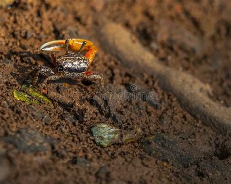  Fiddler Crab: A Master of Camouflage With an Unbelievably Quirky Dancing Ritual!