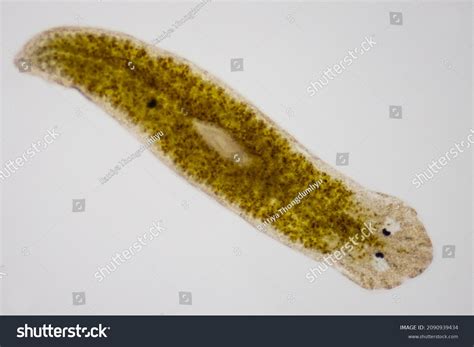 Jaegerium! A Tiny Flatworm That Thrives on Decay and Dances Under a Microscope