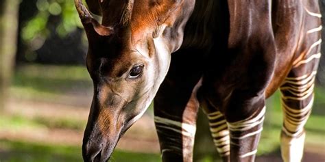  Okapi: Yksisarvisen kaltainen metsän asukki!