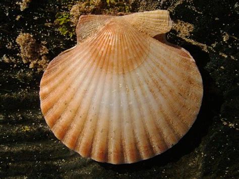  Queen Scallop:  A Marine Bivalve That Lives Freely Yet Remains Tethered to Its Substrate!