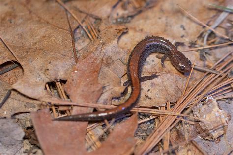   Xantus Salamander: Mistä Tyyppiset Metsät Kätkevät Näitä Vihreitä Päänsärkyjä?