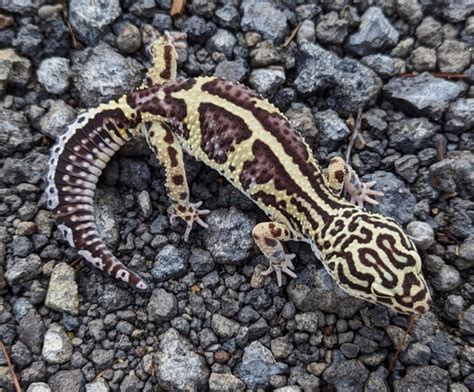  Zeebra Gecko: Kylmäverinen herkkupala metsästäjä ja kivikolojana!